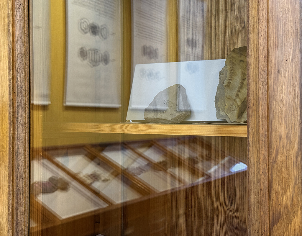 Paläontologische Stücke der Geowissenschaftlichen Sammlung des ZNS, MLU, Halle (Saale) Foto: Beate Eismann