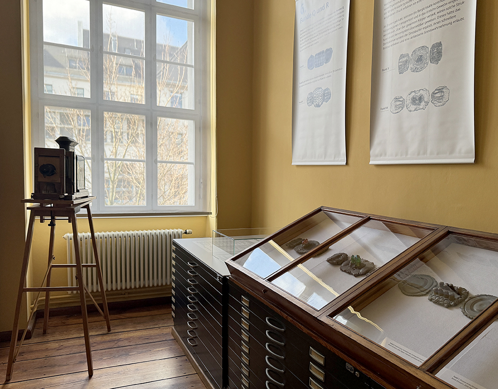 SAURO[SYN]THESEN, Ausstellungsansicht, Universitätsmuseum der MLU, Halle (Saale) Foto: Beate Eismann